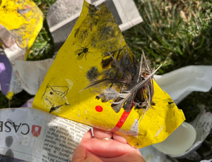 Bird feathers stuck to yellow glue trap.