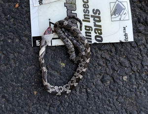 Medium dark-patterned snake caught in glue trap.