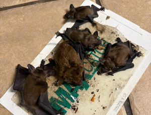 Several brown bats caught on a glue trap.