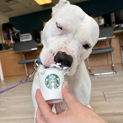 Dakota, a white medium-sized dog, enjoying a "pup cup" from Starbucks.