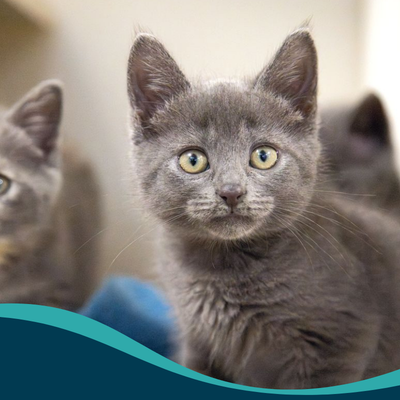 Grey kitten focused on camera lens.