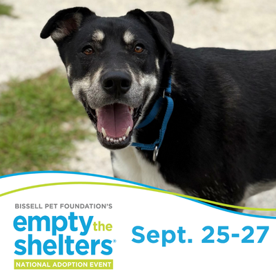 Large black and grey dog outside with Empty the Shelters logo at the bottom of the image.