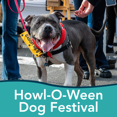 Large grey and white dog at an outdoor festival with an "adopt me" leash.