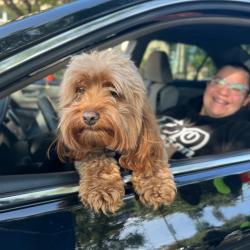 small brown dog in the front seat of a car looking out the window