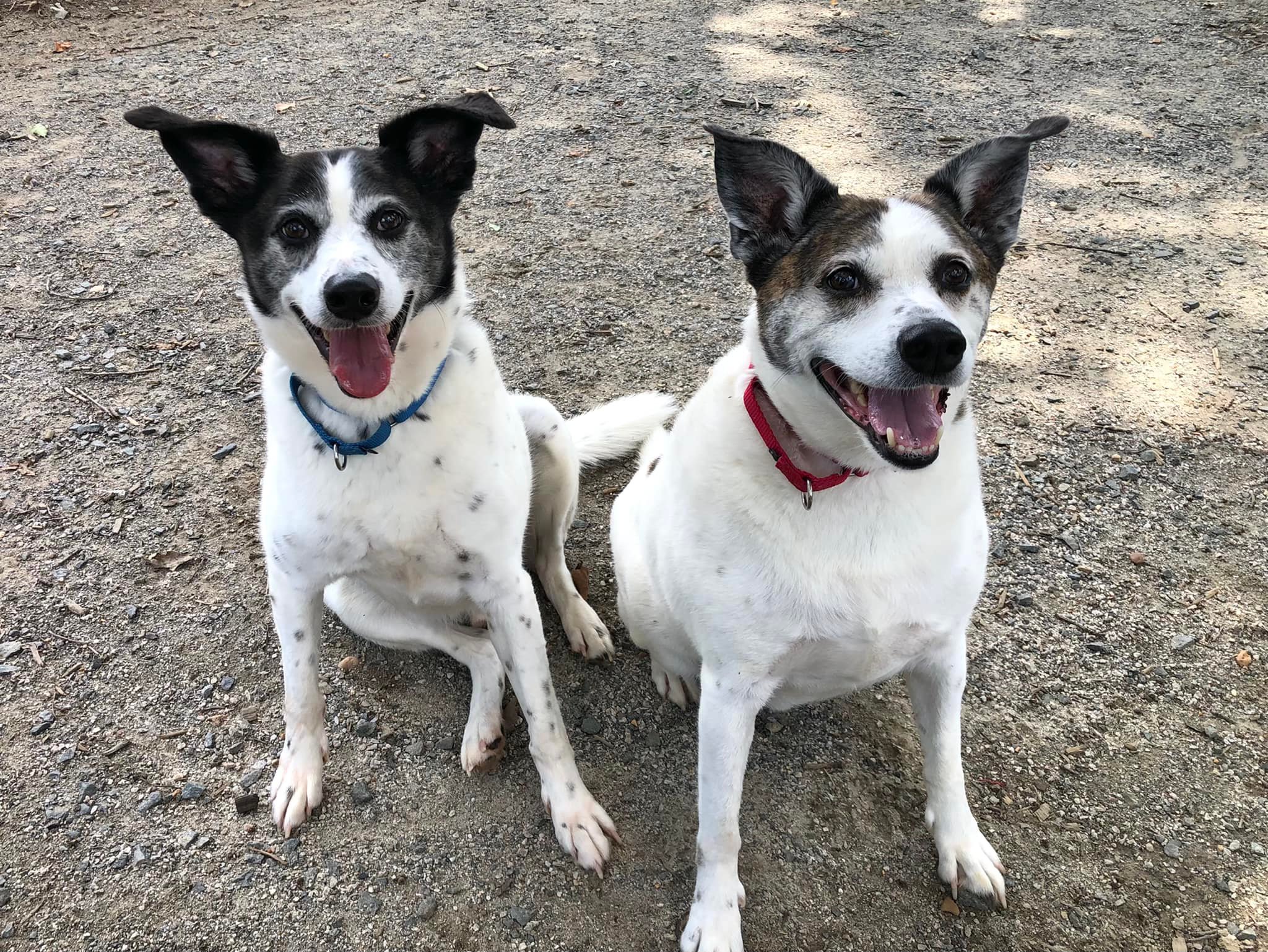 Volunteer | Animal Shelter Volunteer | Animal Shelter