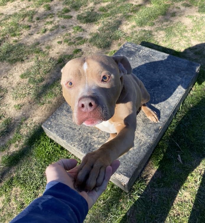 A very cute fawn and white dog with floppy ears gently placed his paw into a staff member's open hand. The dog looks gently and lovingly at the camera.