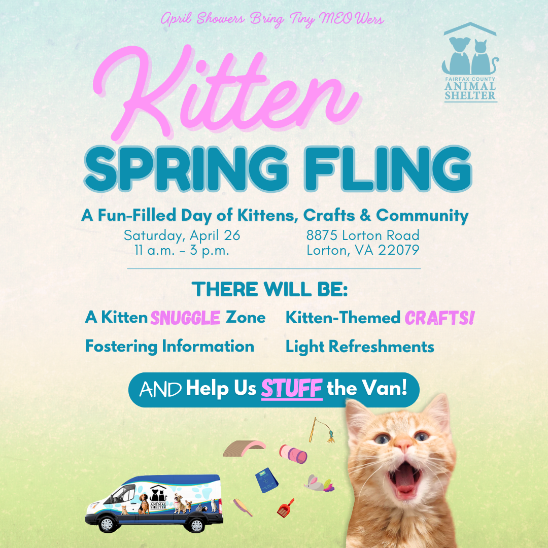 Kitten Spring Fling graphic