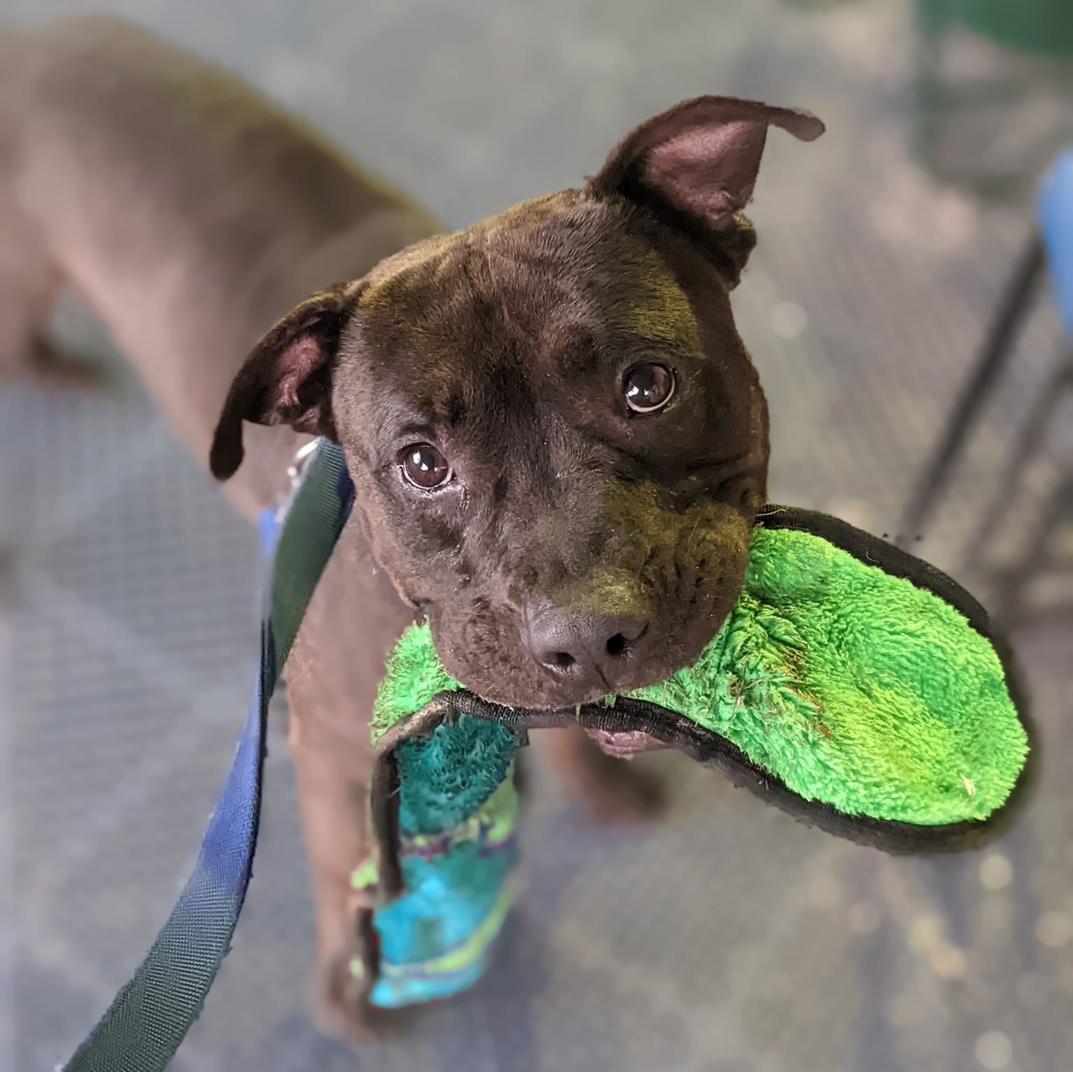 A very cute dog gives his best puppy dog eyes, looking at the camera, while holding a bright green toy in his mouth.