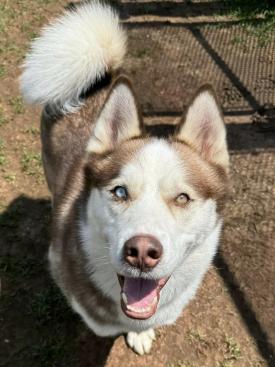 Brown and white dog with curly tail.