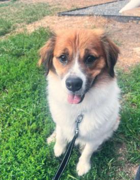 A medium sized brown and white dog