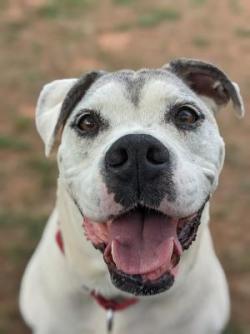 white and gray large dog