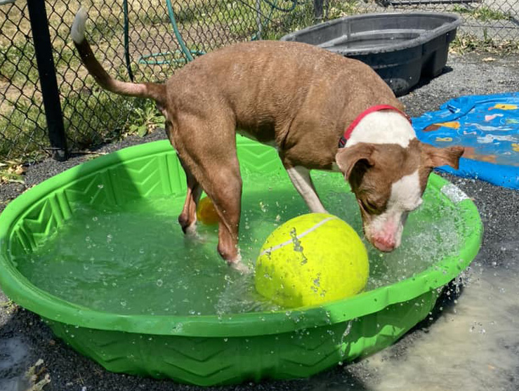 Dog in pool