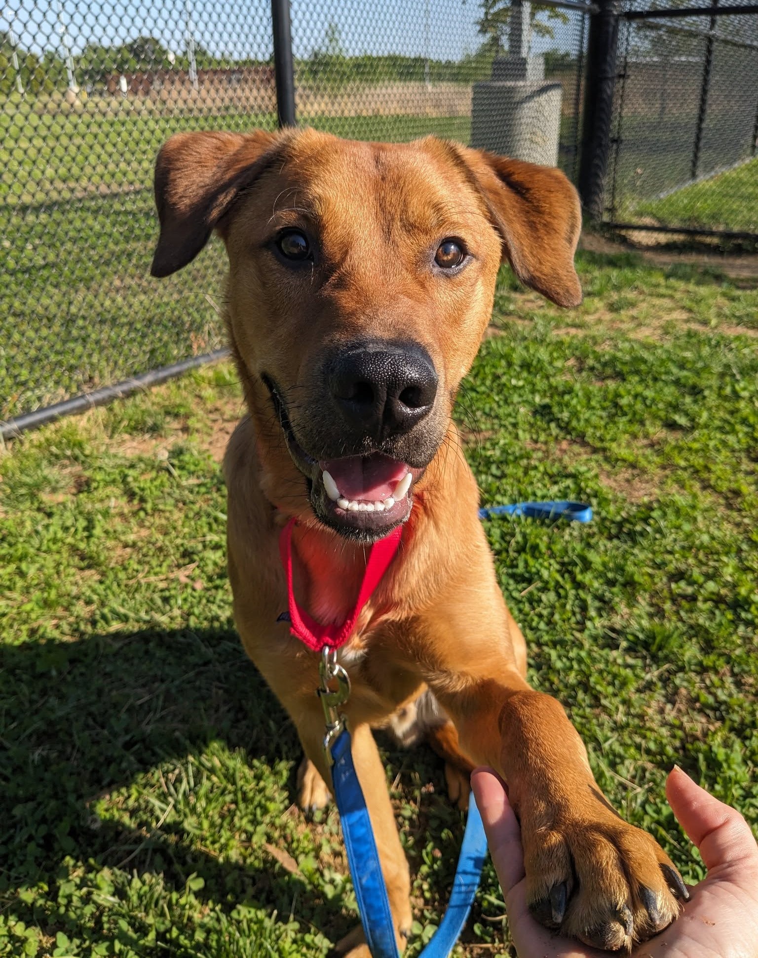 A reddish dog with floppy ears smiles at the camera. His paw is being held by a volunteer. He looks very happy and relaxed. His name is Pete.