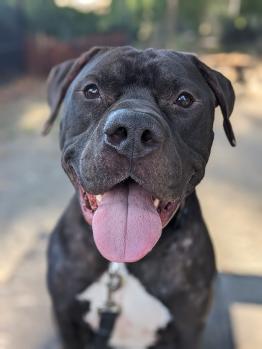 black and white dog smiling at the camera