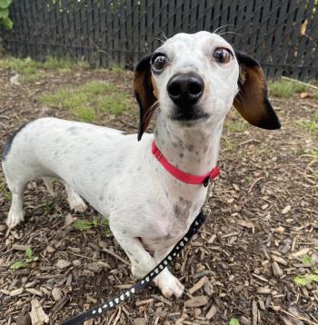 A small white and brown dog