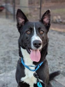 black and white medium-sized dog smiling at the camera