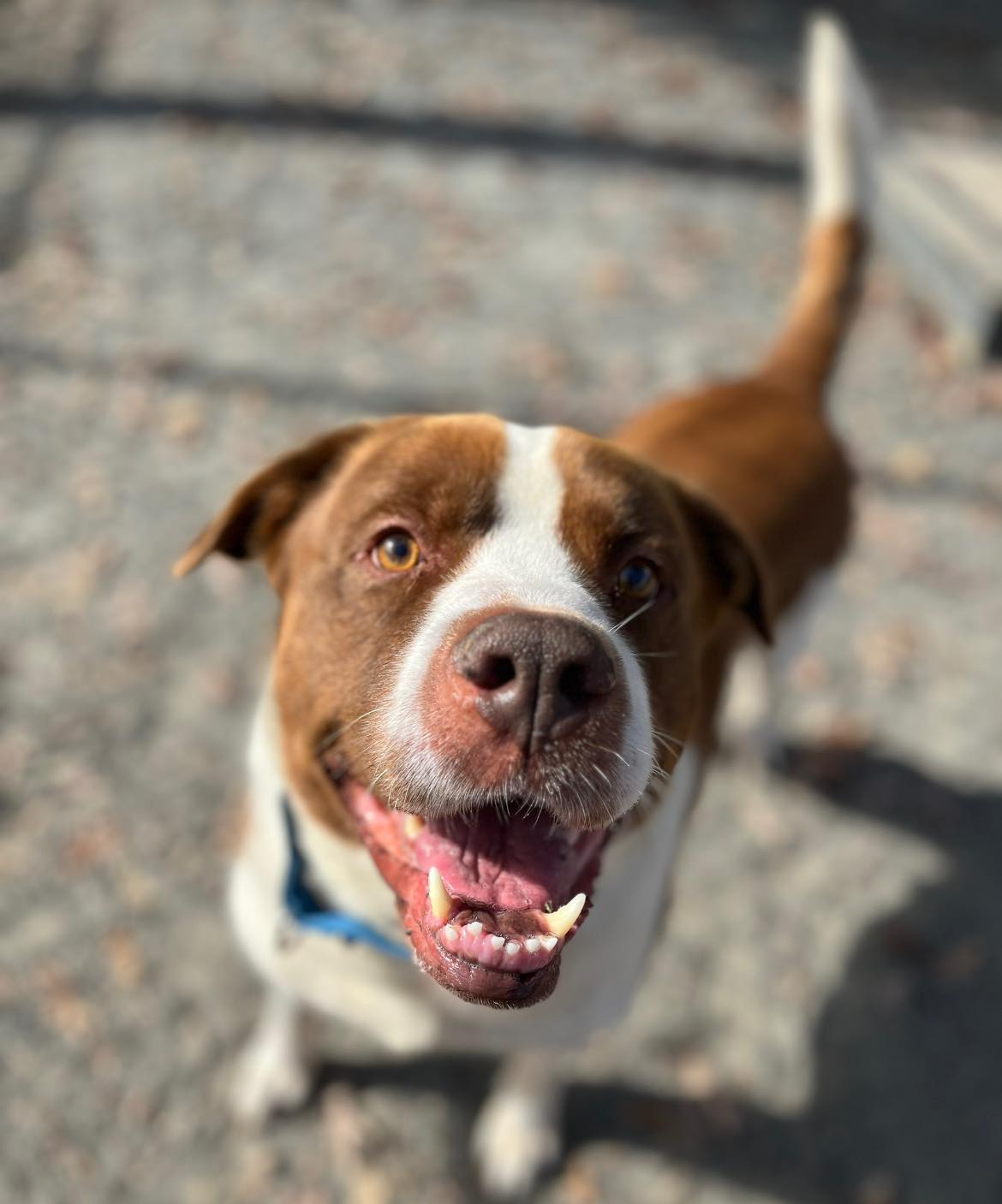 A copper and white dog looks happily at the camera. His mouth is open in a relaxed manner. HIs tail, out of focus, can be seen wagging.