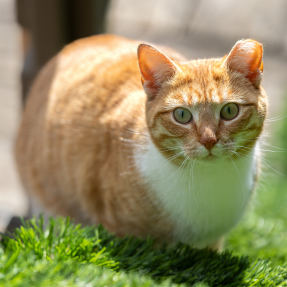 Orange and white stripped cat with an ear tip