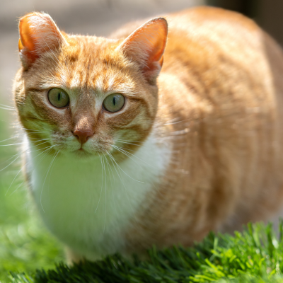 white and orange community cat
