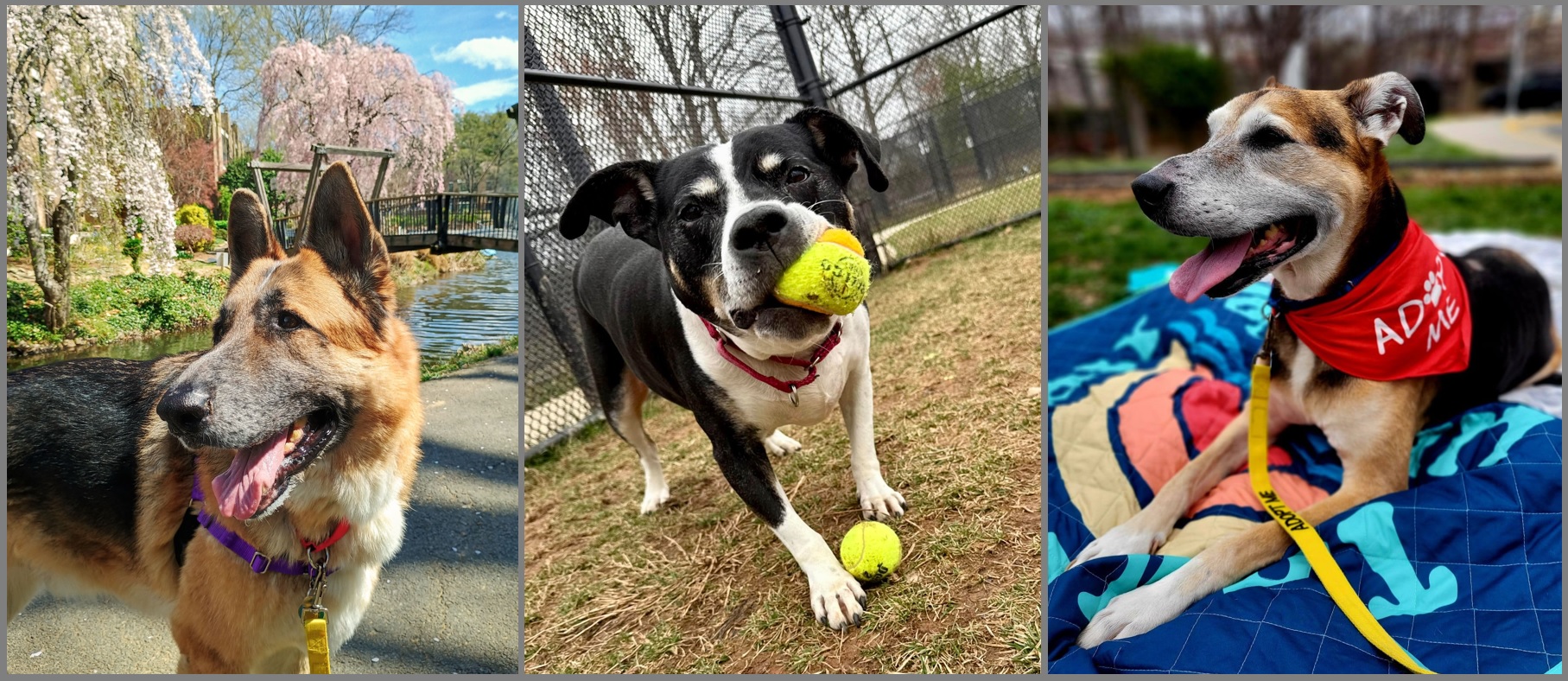 a collage of three dogs!