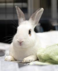white rabbit