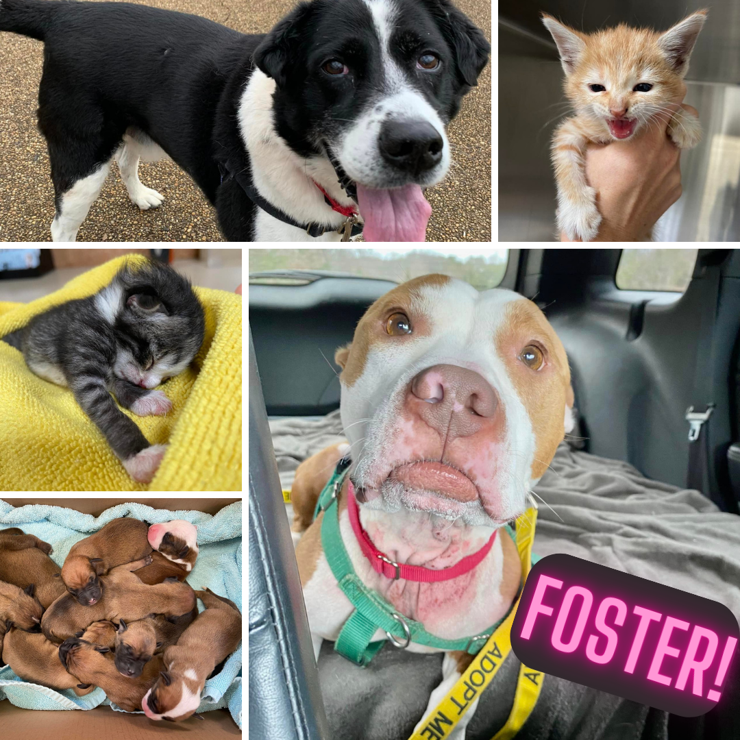 A group of pets with the word 'foster!'