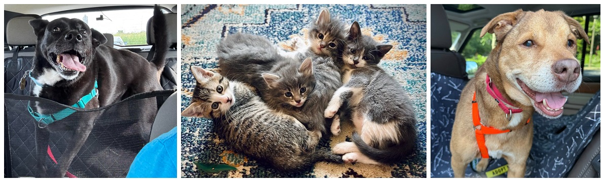 Three pictures of happy pets! One black dog, one brown dog, and a pile of cute fluffy kittens.