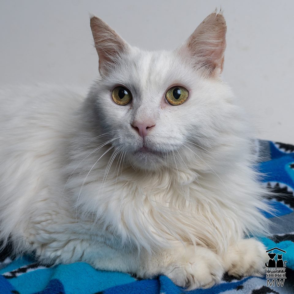 Clover the white cat sits nicely on a blue blanket.