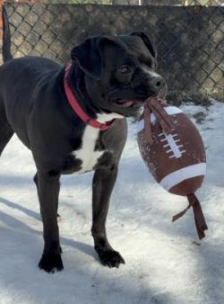Dog holding football, waiting for Super Bowl.