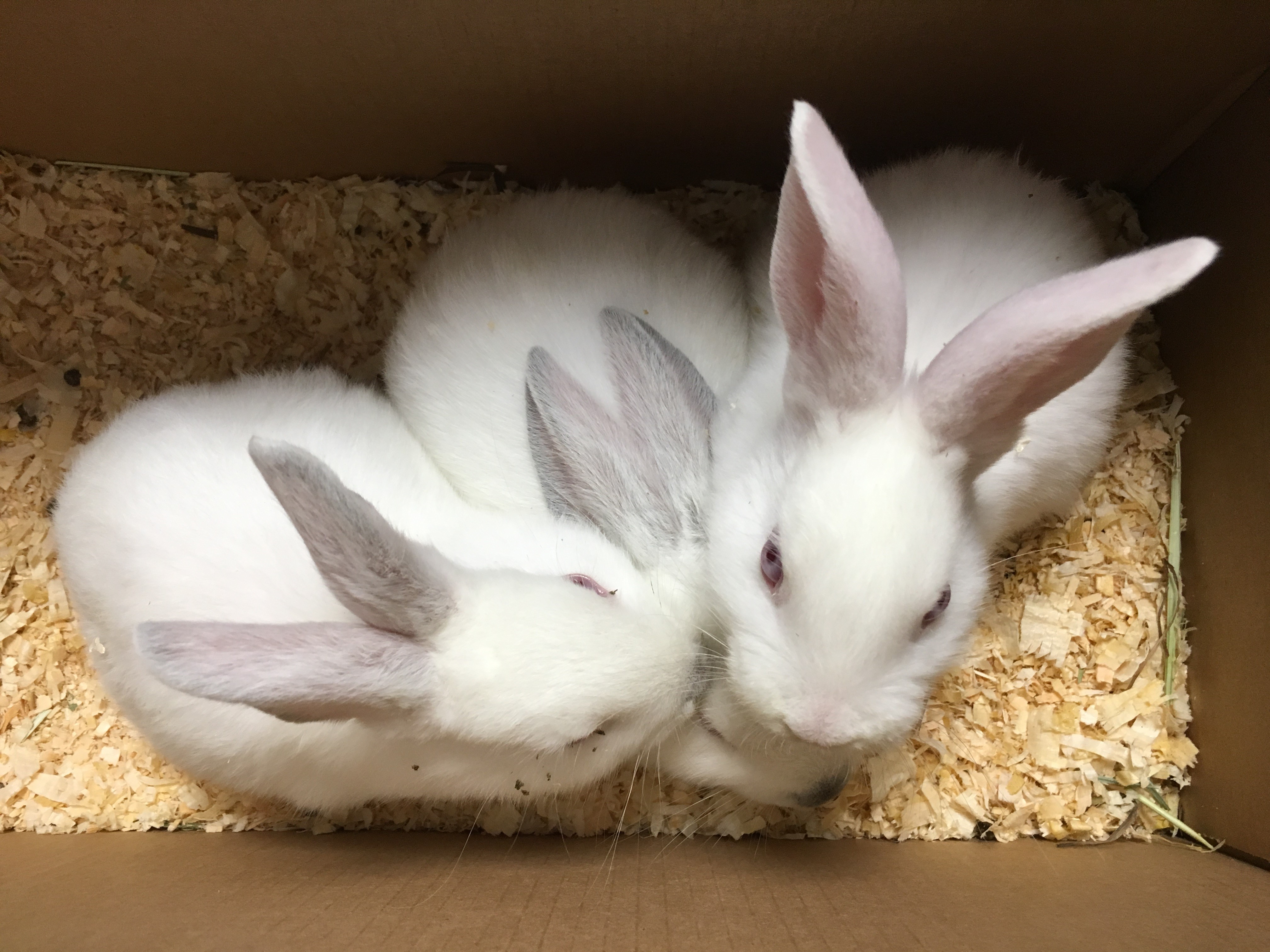 Three small white and grey rabbits huddle together in a carrier. 