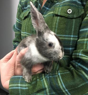 A small grey and white rabbit is held gently in the arms of a shelter staff person.