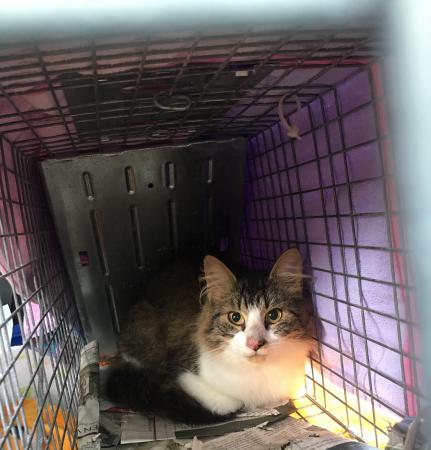 A tabby and white cat sits calmly but watchfully in a humane trap, awaiting spay/neuter and vaccinations. 