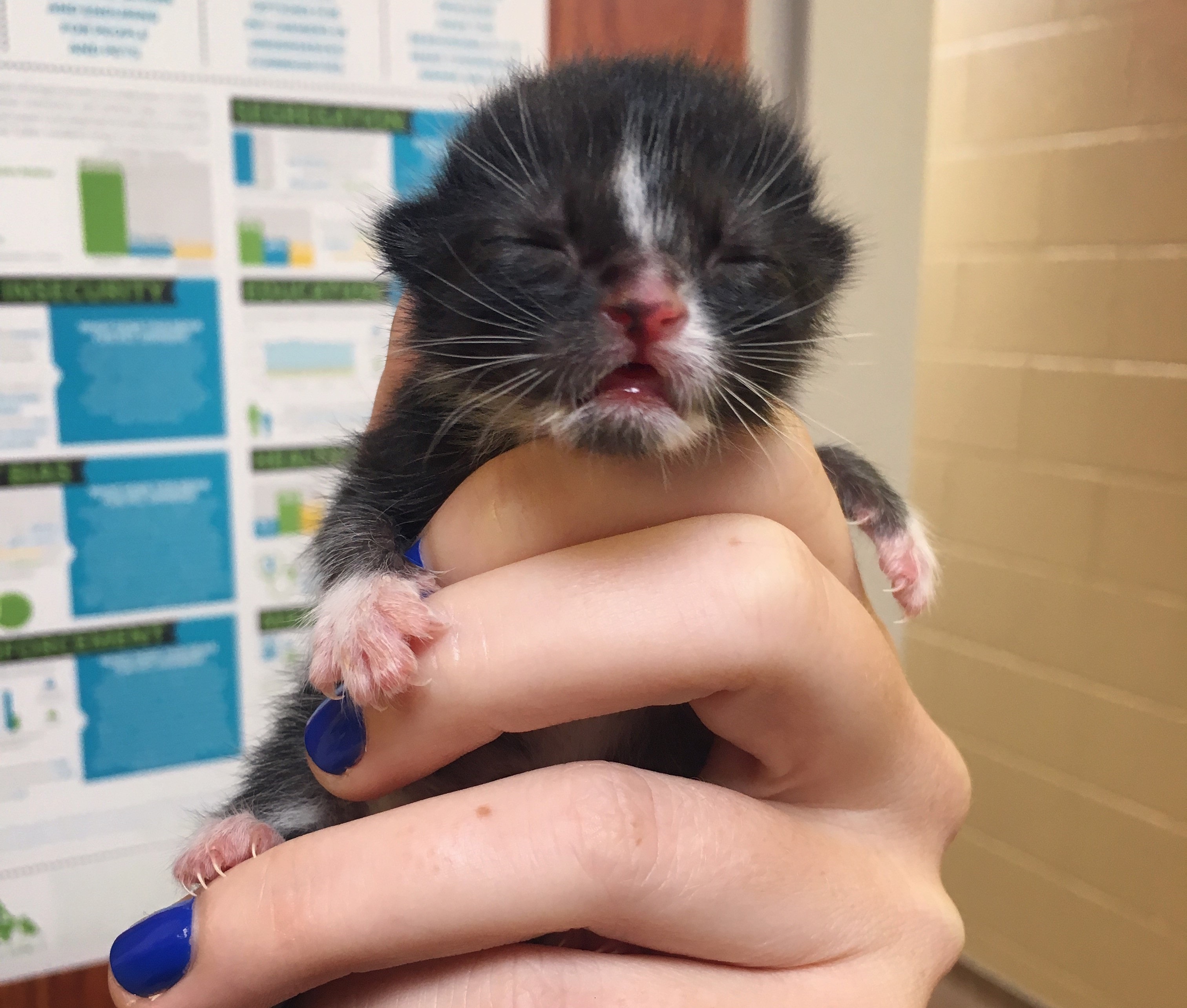 A black and white neonatal kitten is held gently by a staff person.