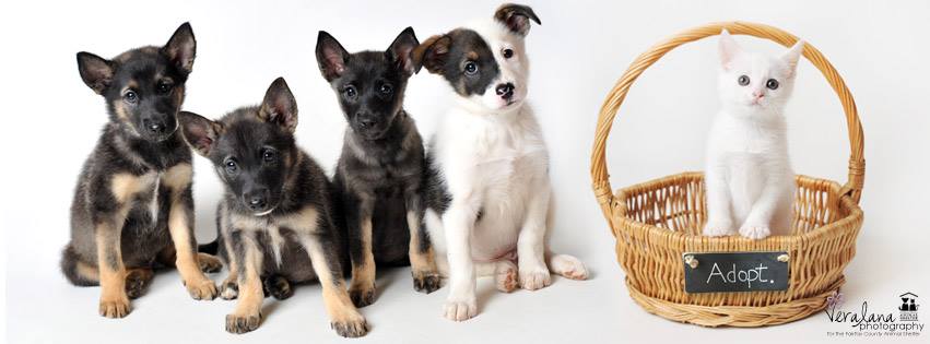 four puppies sit in a row next to a kitten in a basket