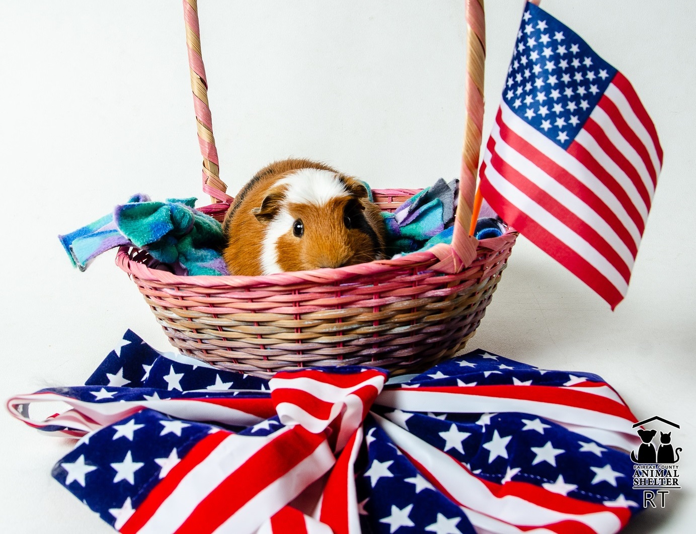 A guinea pig hides in a basket, with two US flags nearby.