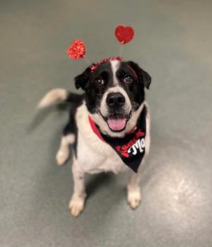 Black and white dog