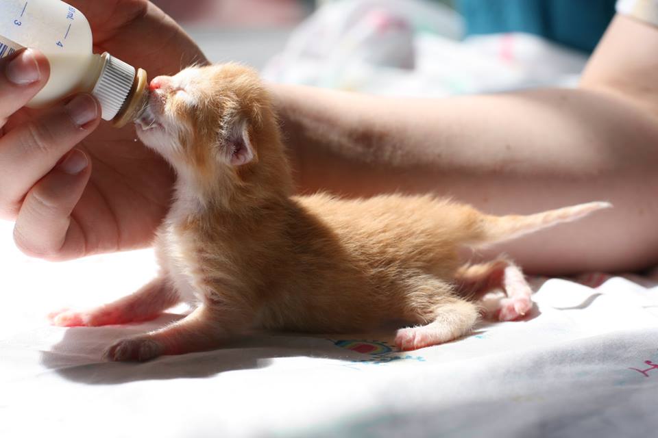 fostering neonatal kittens