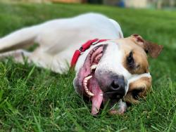 brown and white dog laying in the grass 