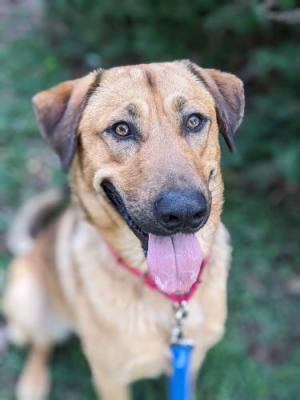 large brown dog smiling at the camera