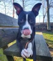 black and white medium-sized dog sitting on a park bench with a stick