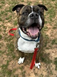 medium-sized mixed breed brown and white dog