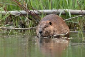 beaver
