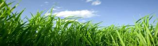 Grass Height