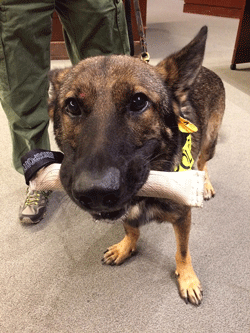 Photo of K-9 team drug-sniffing dog