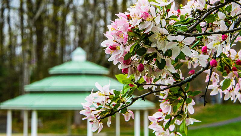 Spring flowers on a tree.
