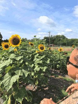 Sunflowers at Legacy Farms