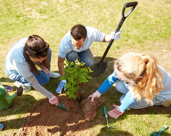 Photo of people planting a tree