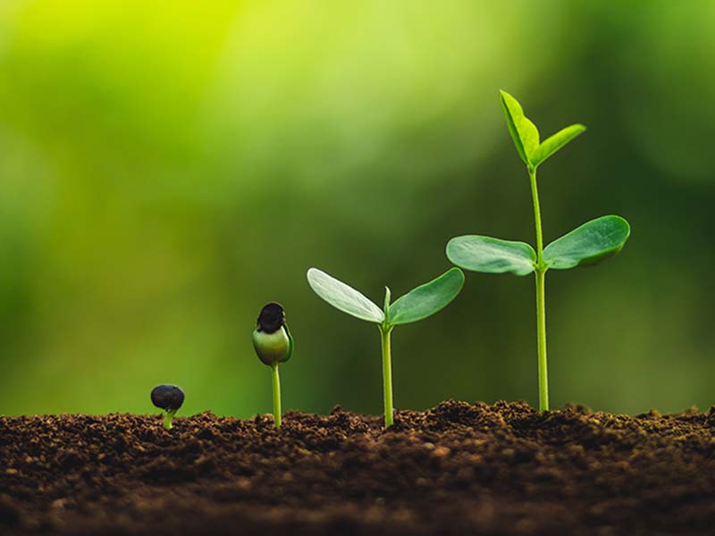 Several plants of varying heights rising from the ground.