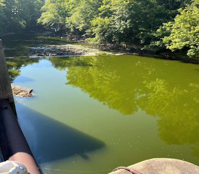 A photo of the Potomac River in July 2024 showing the green water as a result of the algal bloom