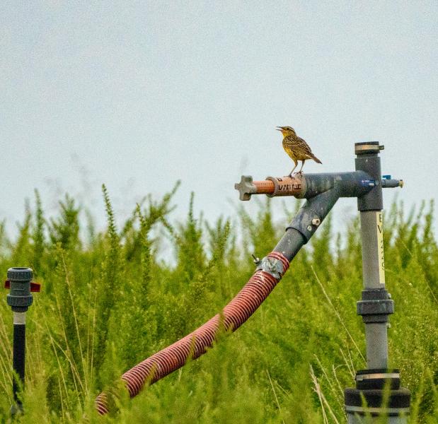 eastern meadowlark on methane well